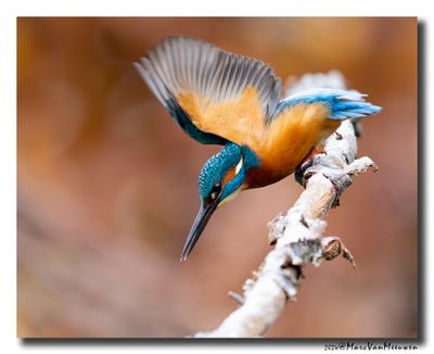 Ijsvogel - Kingfisher