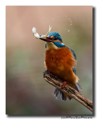 Ijsvogel - Kingfisher