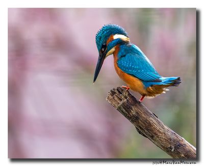 Ijsvogel - Kingfisher