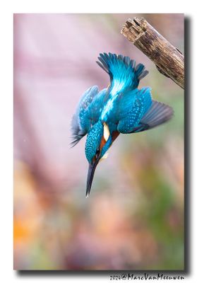 Ijsvogel - Kingfisher