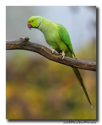 Halsbandparkiet - Rose-ringed Parakeet
