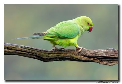 Halsbandparkiet - Rose-ringed Parakeet
