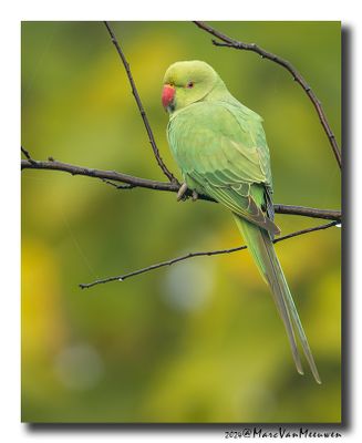 Halsbandparkiet - Rose-ringed Parakeet