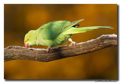 Halsbandparkiet - Rose-ringed Parakeet