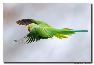 Halsbandparkiet - Rose-ringed Parakeet