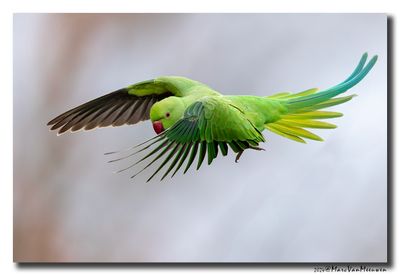 Halsbandparkiet - Rose-ringed Parakeet