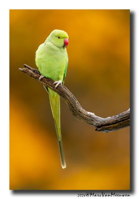 Halsbandparkiet - Rose-ringed Parakeet