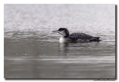 Ijsduiker - Great Northern Loon