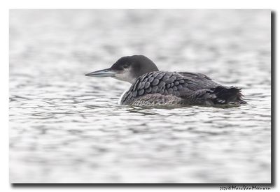 Ijsduiker - Great Northern Loon