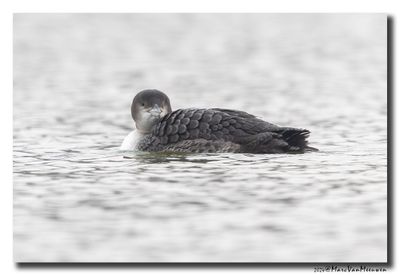 Ijsduiker - Great Northern Loon