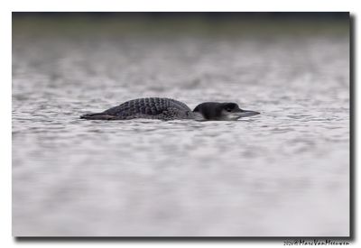 Ijsduiker - Great Northern Loon