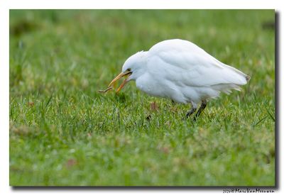 Koereiger - Cattle Egret