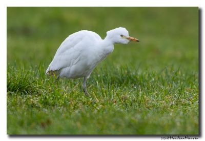 Koereiger - Cattle Egret