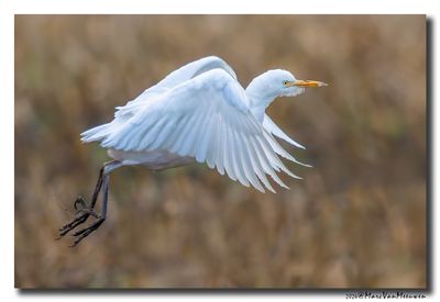 Koereiger - Cattle Egret