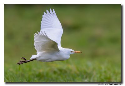 Koereiger - Cattle Egret
