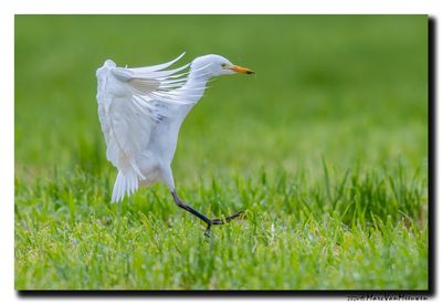 Koereiger - Cattle Egret