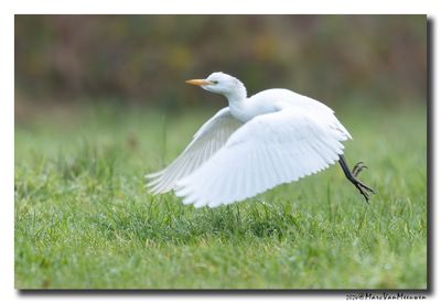 Koereiger - Cattle Egret