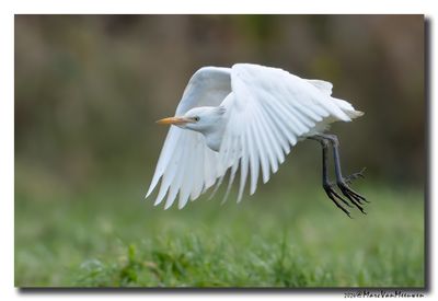 Koereiger - Cattle Egret
