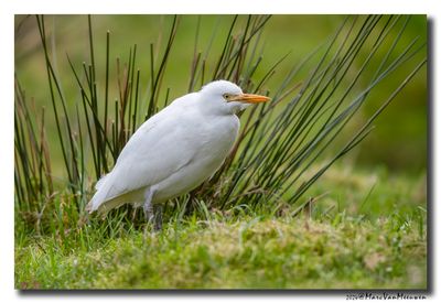 Koereiger - Cattle Egret