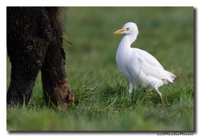 Koereiger - Cattle Egret