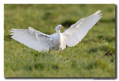 Koereiger - Cattle Egret