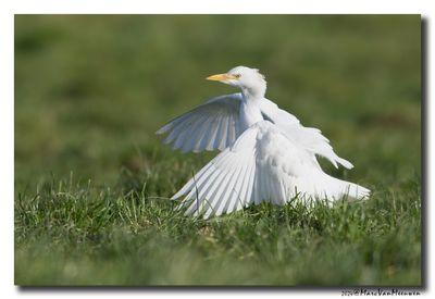 Koereiger - Cattle Egret