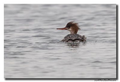 Middelste Zaagbek - Red-breasted Merganser