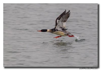 Middelste Zaagbek - Red-breasted Merganser