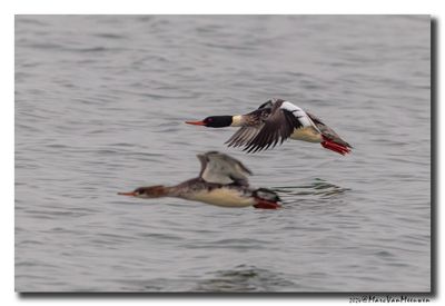 Middelste Zaagbek - Red-breasted Merganser
