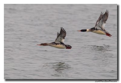 Middelste Zaagbek - Red-breasted Merganser