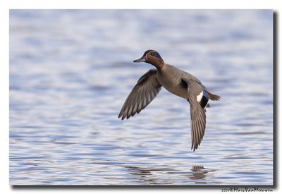 Wintertaling - Eurasian Teal