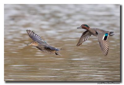 Wintertaling - Eurasian Teal