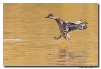 Wintertaling - Eurasian Teal