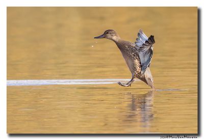 Wintertaling - Eurasian Teal