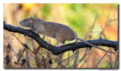 Bruine rat