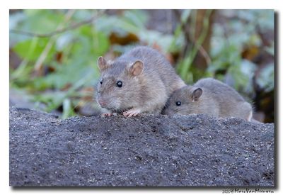 Bruine rat