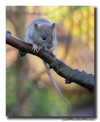 Bruine rat