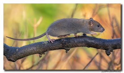 Bruine rat