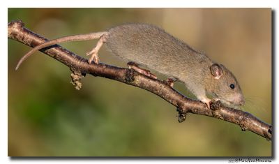 Bruine rat