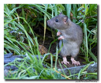 Bruine rat