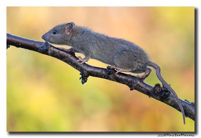 Bruine rat