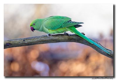 Halsbandparkiet - Rose-ringed Parakeet