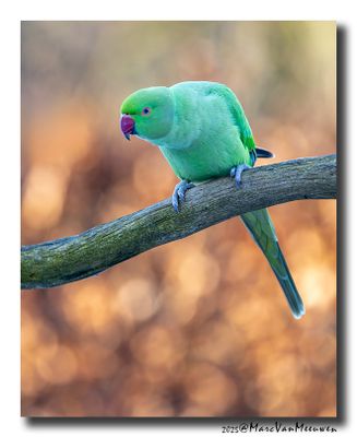 Halsbandparkiet - Rose-ringed Parakeet