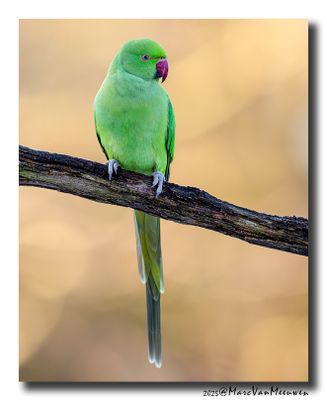 Halsbandparkiet - Rose-ringed Parakeet
