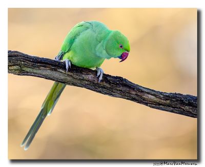 Halsbandparkiet - Rose-ringed Parakeet