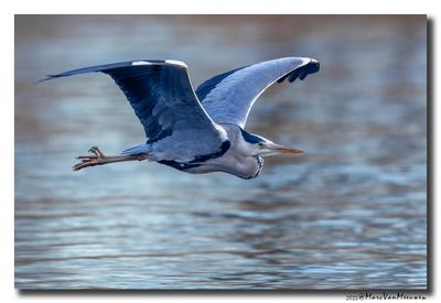 Blauwe Reiger - Grey Heron