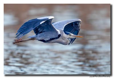 Blauwe Reiger - Grey Heron