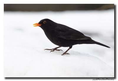 Merel - Blackbird