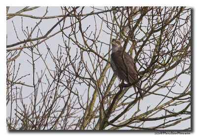 Havik - Northern Goshawk