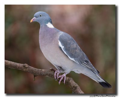 Houtduif - Wood Pigeon